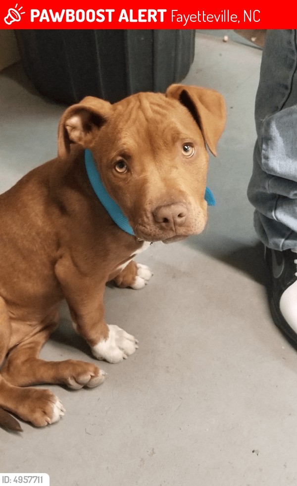 Puppies Fayetteville Nc Chihuahua Puppies For Sale Fayetteville, NC