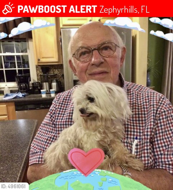 Lost Male Dog in Zephyrhills, FL 33542 Named Benji (ID 4961061) PawBoost
