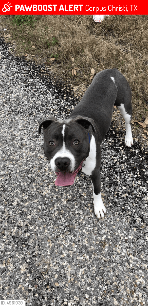 Lost Male Dog in Corpus Christi, TX 78414 Named Mason (ID 4961930