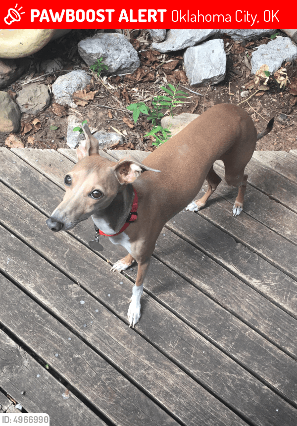Lost Male Dog in Oklahoma City, OK 73132 Named Sagan (ID 4966990