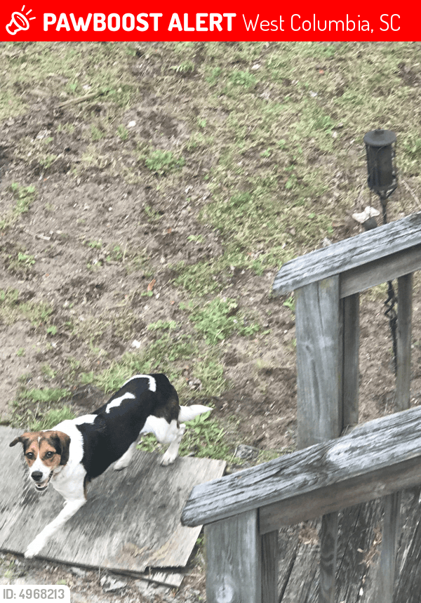 Lost Female Dog in West Columbia, SC 29169 Named Molly (ID 4968213