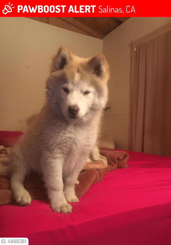 Lost Female Dog in Salinas, CA 93905 Named Sky (ID 4968391) PawBoost