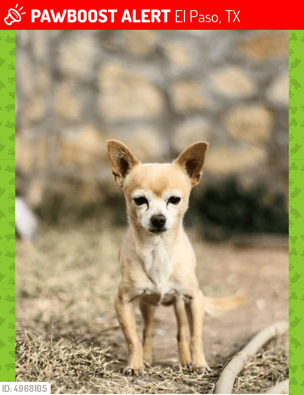 Lost Male Dog in El Paso, TX 79924 Named Duke (ID 4968105