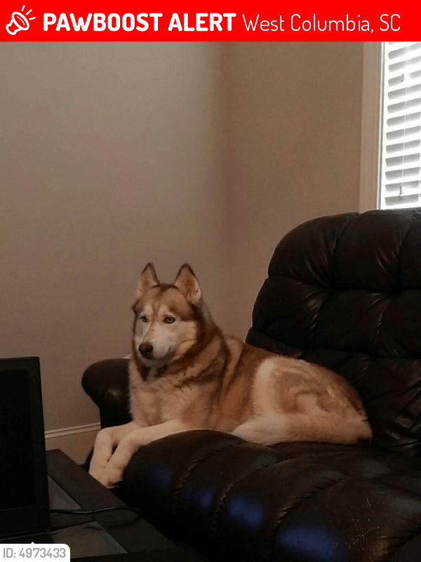 Lost Male Dog in West Columbia, SC 29170 Named Gambit (ID 4973433