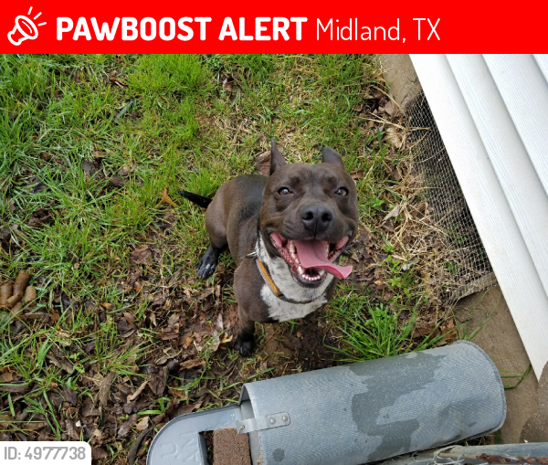 Lost Male Dog in Midland, TX 79706 Named Rocky (ID 4977738) PawBoost