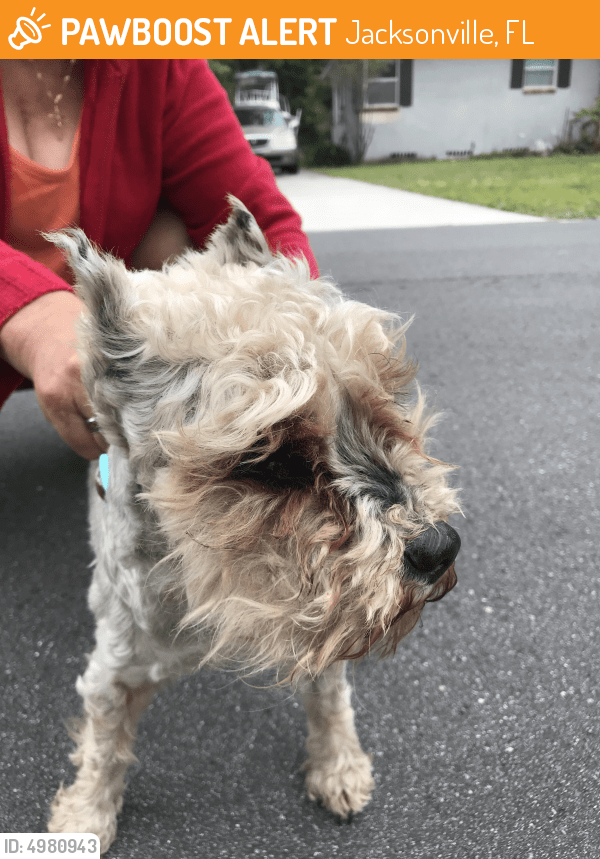 Found/Stray Female Dog in Jacksonville, FL 32217 (ID 4980943) PawBoost