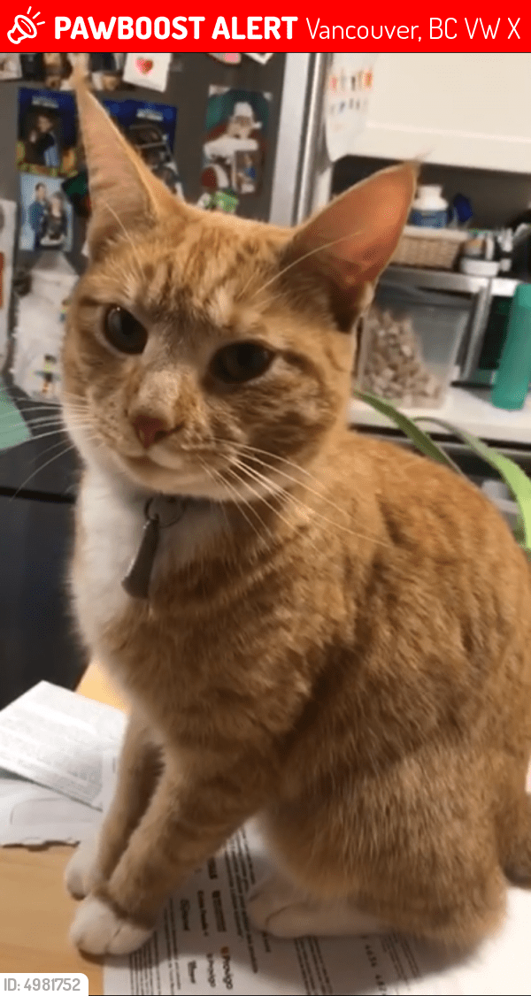 Lost Female Cat in Vancouver, BC V5W 2X5 Named Pearl (ID 4981752