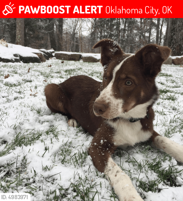 Lost Male Dog in Oklahoma City, OK 73127 Named Brisby (ID 4983971