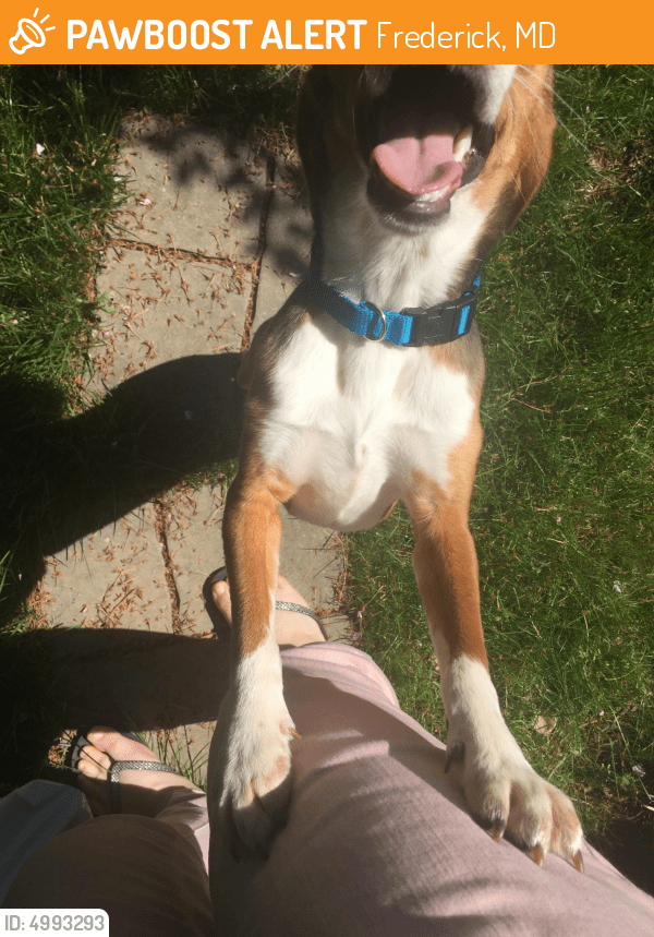 Rehomed Male Dog in Frederick, MD 21701 (ID 4993293) PawBoost