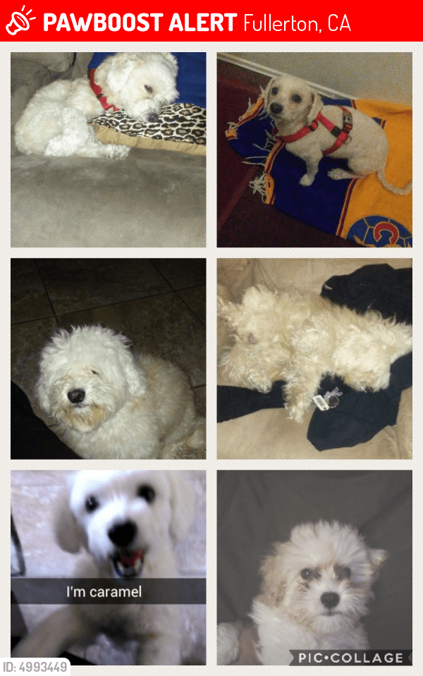 Lost Male Dog in Fullerton, CA 92832 Named Caramel (ID 4993449) PawBoost