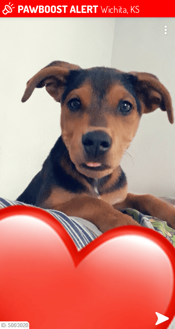 Lost Male Dog in Wichita, KS 67211 Named Challa (ID 5003020) PawBoost