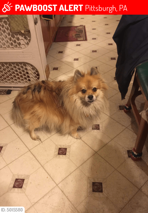 Lost Male Dog in Pittsburgh, PA 15205 Named Lucky (ID 5015580) PawBoost