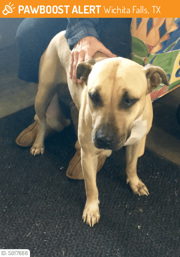 Found/Stray Female Dog in Wichita Falls, TX 76309 (ID 5017666) PawBoost