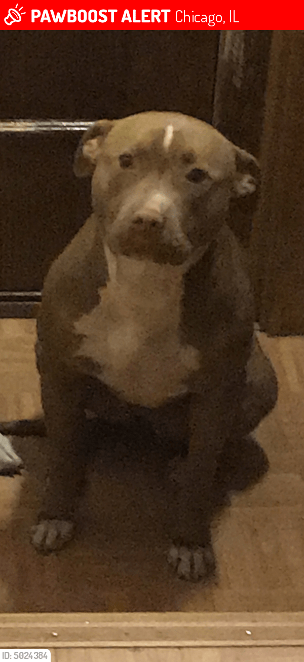 Lost Female Dog in Chicago, IL 60638 Named Roxy (ID 5024384) PawBoost