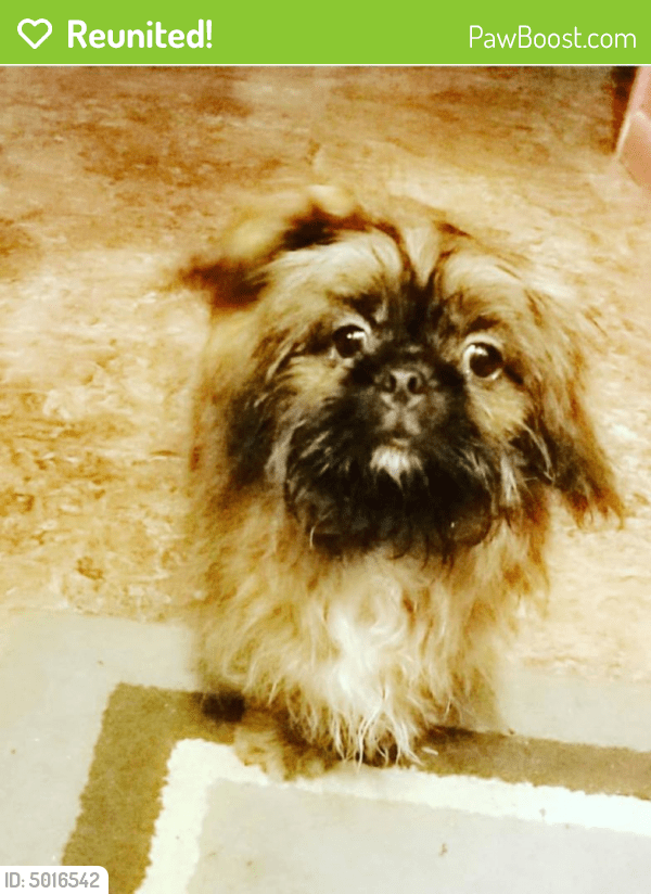 Reunited Male Dog in Alabaster, AL 35007 (ID 5016542) PawBoost