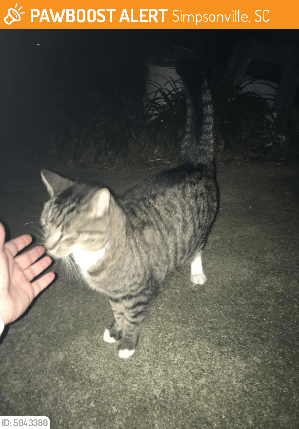 Surrendered Cat in Simpsonville, SC 29681 (ID 5043380) PawBoost
