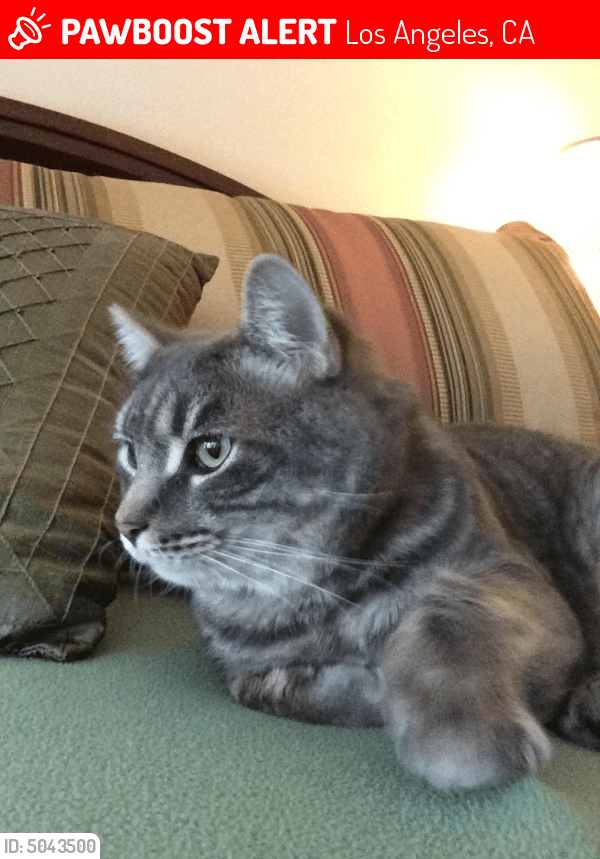 Deceased Male Cat in Los Angeles, CA 91367 (ID 5043500) PawBoost
