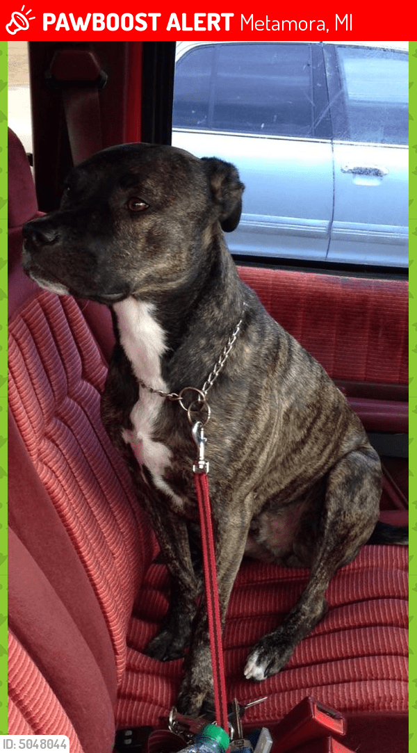 Lost Male Dog in Metamora, MI 48455 Named Hunter (ID 5048044) PawBoost