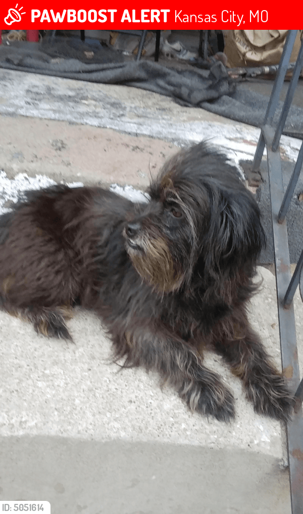 Lost Female Dog in Kansas City, MO 64110 Named Izzy (ID 5051614