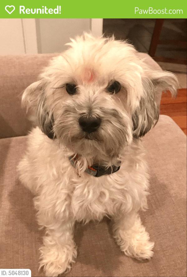 Reunited Male Dog in Washington, DC 20009 (ID 5048130) PawBoost