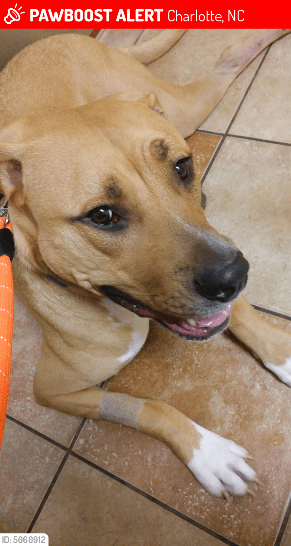 Lost Male Dog in Charlotte, NC 28227 Named Parker (ID 5060912) PawBoost