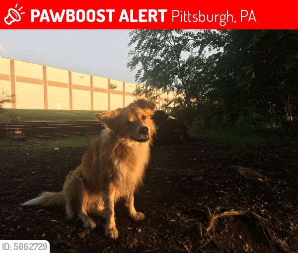Lost Male Dog in Pittsburgh, PA 15201 Named Simon (ID 5062729) PawBoost