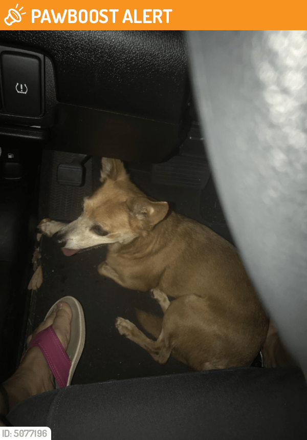 Found/Stray Male Dog in MiamiDade County, FL 33157 (ID 5077196