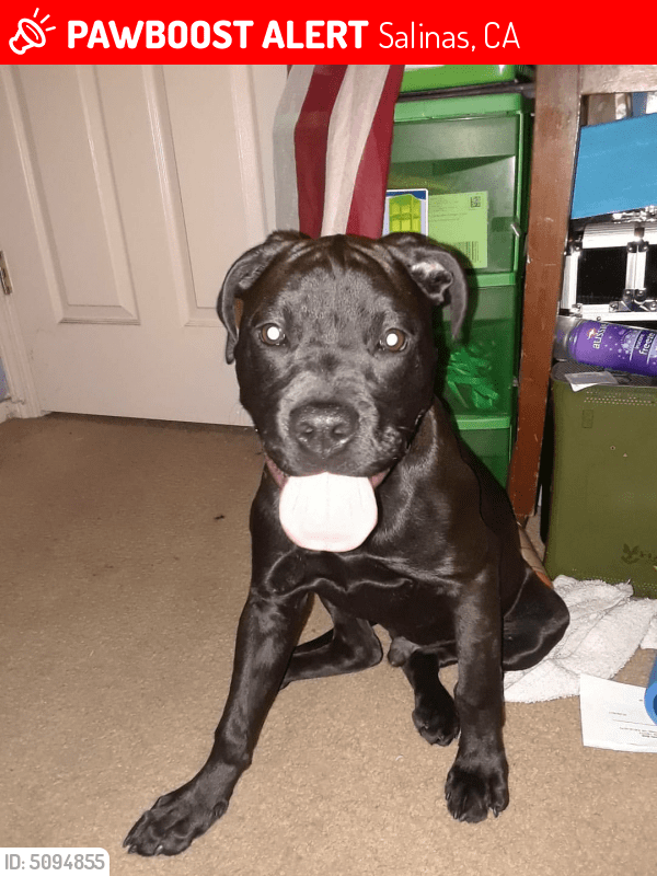Lost Male Dog in Salinas, CA 93905 Named Kodak (ID 5094855) PawBoost