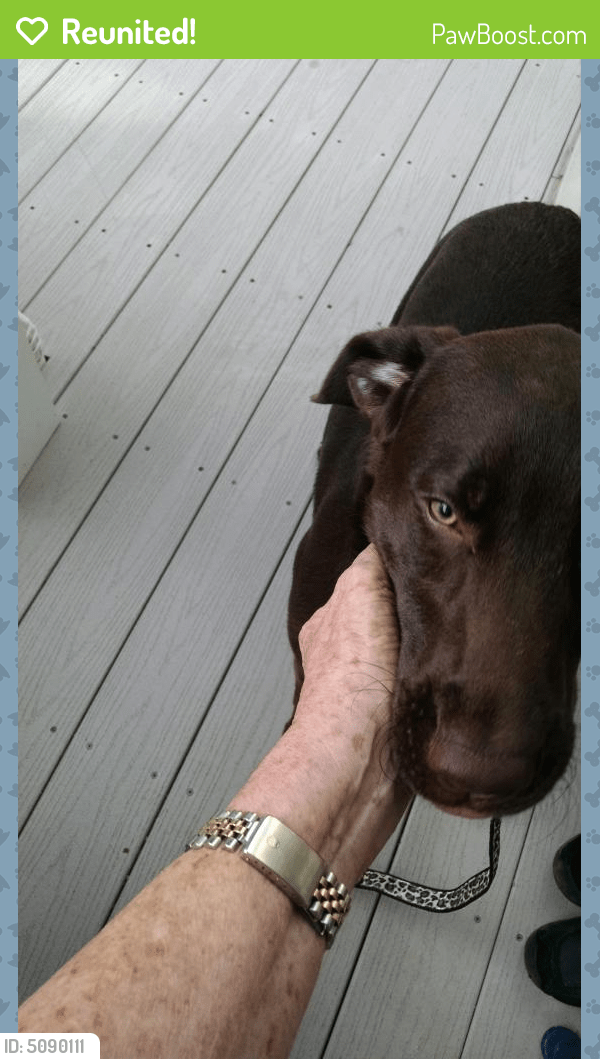 Reunited Female Dog in Annapolis, MD 21401 (ID 5090111) PawBoost