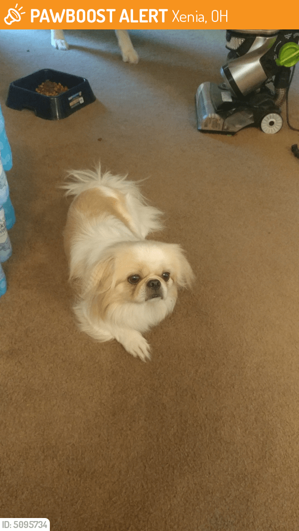 Found/Stray Male Dog in Xenia, OH 45385 (ID 5095734) PawBoost