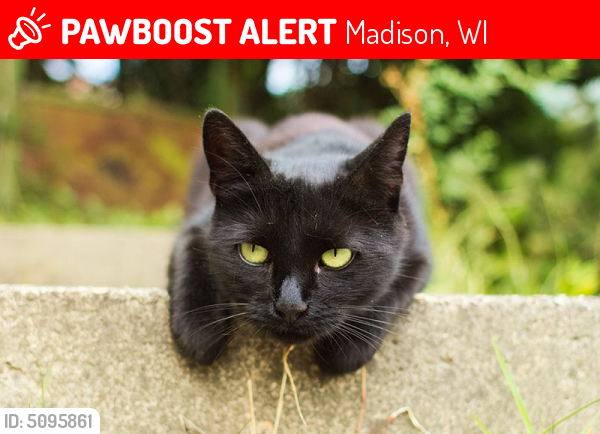 Lost Male Cat in Madison, WI 53704 Named Buzz (ID 5095861) PawBoost