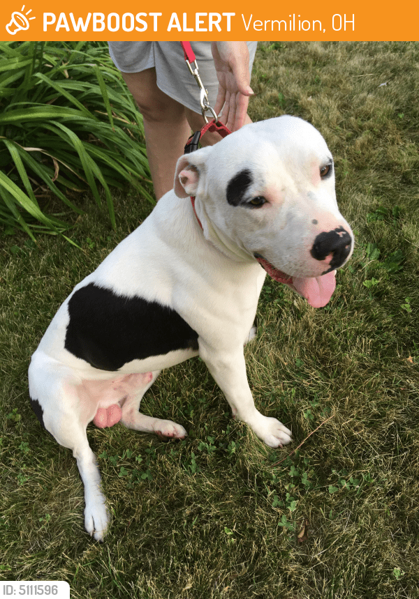 Rehomed Male Dog in Vermilion, OH 44089 (ID 5111596) PawBoost