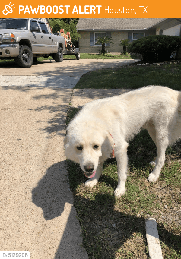 Found/Stray Dog in Houston, TX 77084 (ID 5129206) PawBoost
