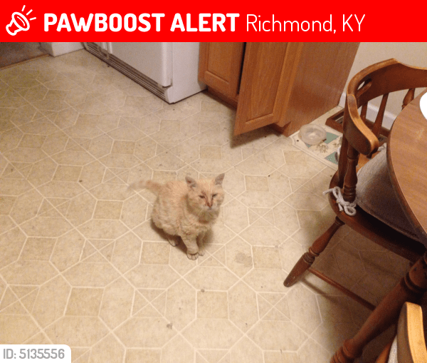 Lost Male Cat in Richmond, KY 40475 Named Sherbet (ID 5135556) PawBoost