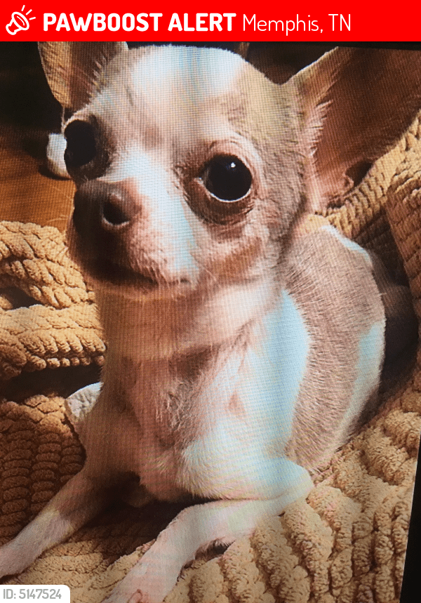 Lost Female Dog in Memphis, TN 38134 Named Pebbles (ID 5147524) PawBoost