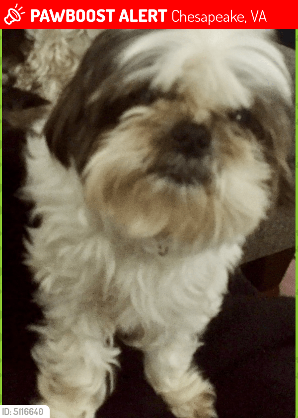 Lost Male Dog in Chesapeake, VA 23322 Named Dj. Davis (ID 5116640) PawBoost