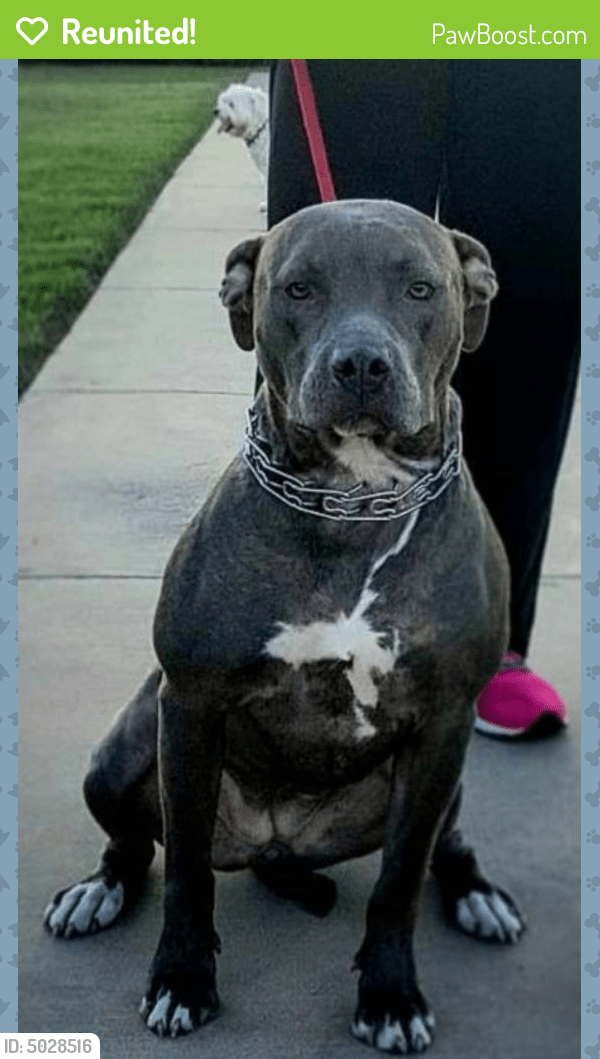Reunited Female Dog in Fort Worth, TX 76112 (ID 5028516) PawBoost