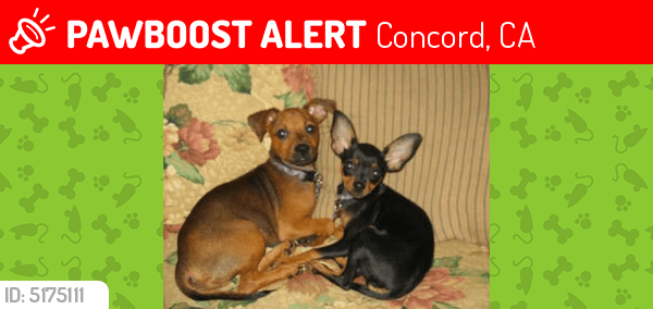 Lost Male Dog in Concord, CA 94518 Named Chacolin (ID 5175111) PawBoost