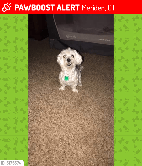 Lost Female Dog in Meriden, CT 06451 Named Chispy (ID 5175574) PawBoost
