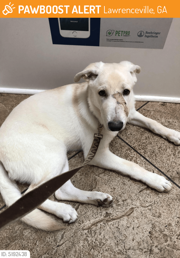 Rehomed Male Dog in Lawrenceville, GA 30046 (ID 5192438) PawBoost