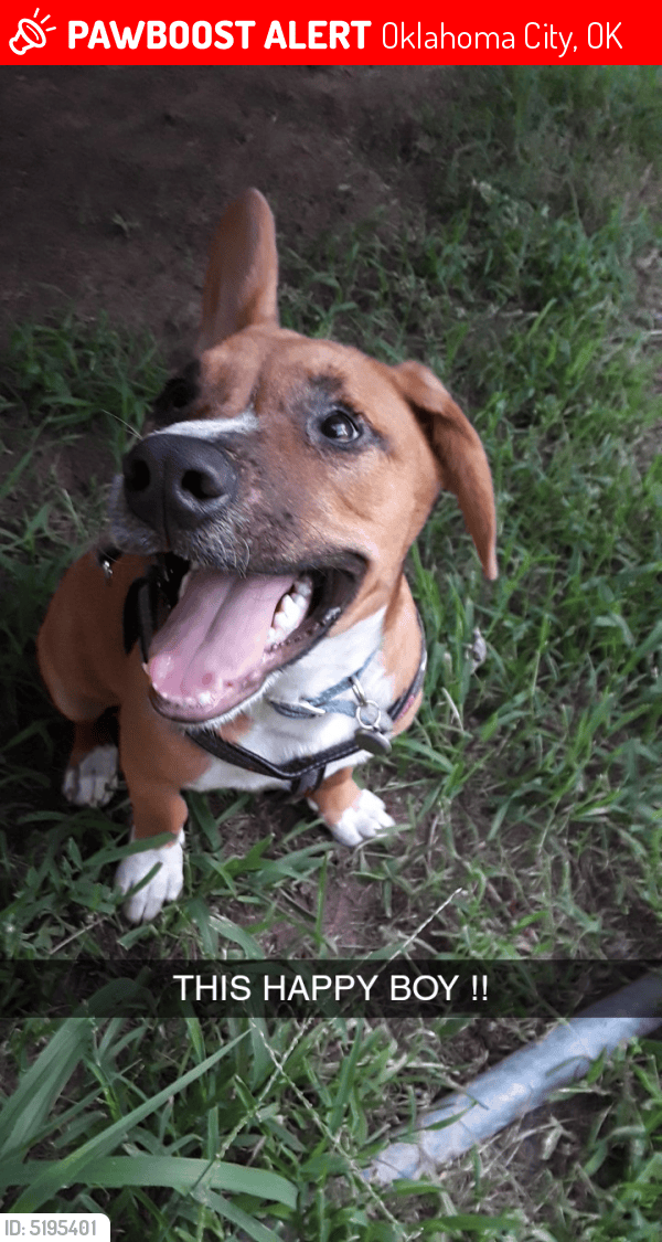 Lost Male Dog in Oklahoma City, OK 73159 Named Braden (ID 5195401