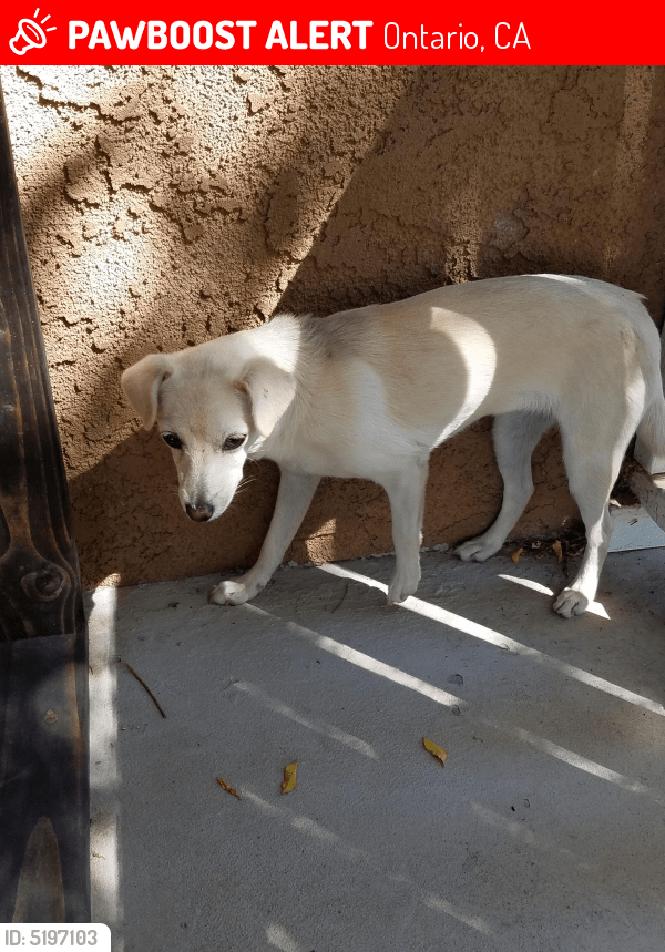 Lost Dog in Ontario, CA 91764 Named Idk (ID 5197103) PawBoost