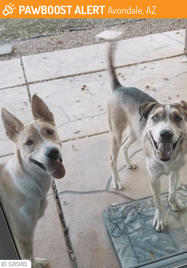 Found/Stray Male Dog in Avondale, AZ 85392 (ID 5215105) PawBoost