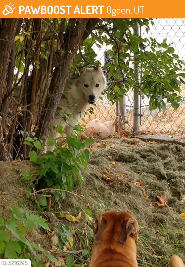 Found/Stray Male Dog in Ogden, UT 84404 (ID 5216245