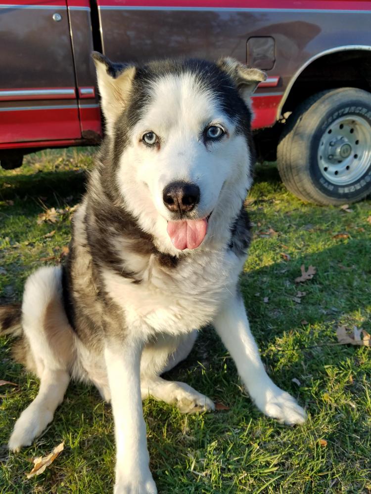 Lost & Found Dogs, Cats, and Pets in Michigan 49038 Page 1 PawBoost