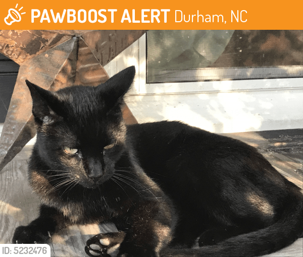 Found/Stray Cat in Durham, NC 27703 (ID 5232476) PawBoost