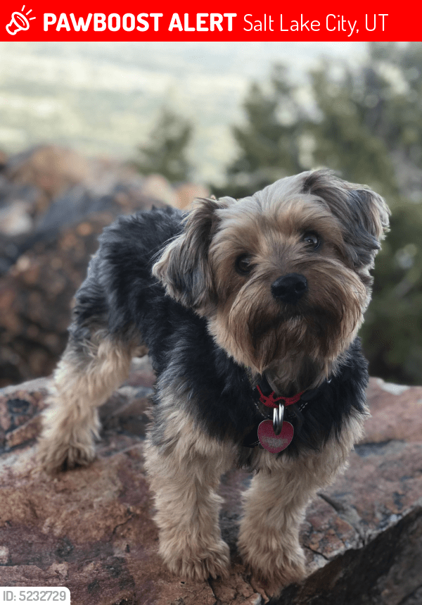 Lost Male Dog in Salt Lake City, UT 84105 Named Whiskey (ID 5232729