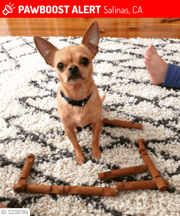 Lost Male Dog in Salinas, CA 93901 Named Ranger (ID 5238784) PawBoost