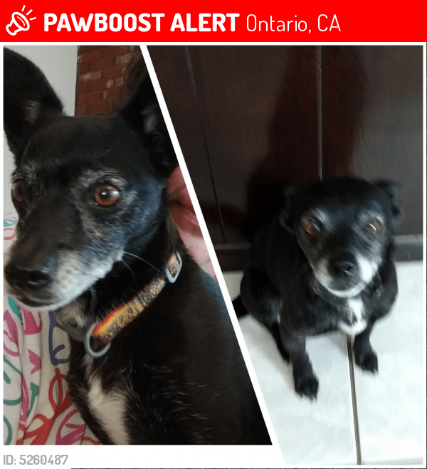 Lost Female Dog in Ontario, CA 91762 Named Shasta (ID 5260487) PawBoost