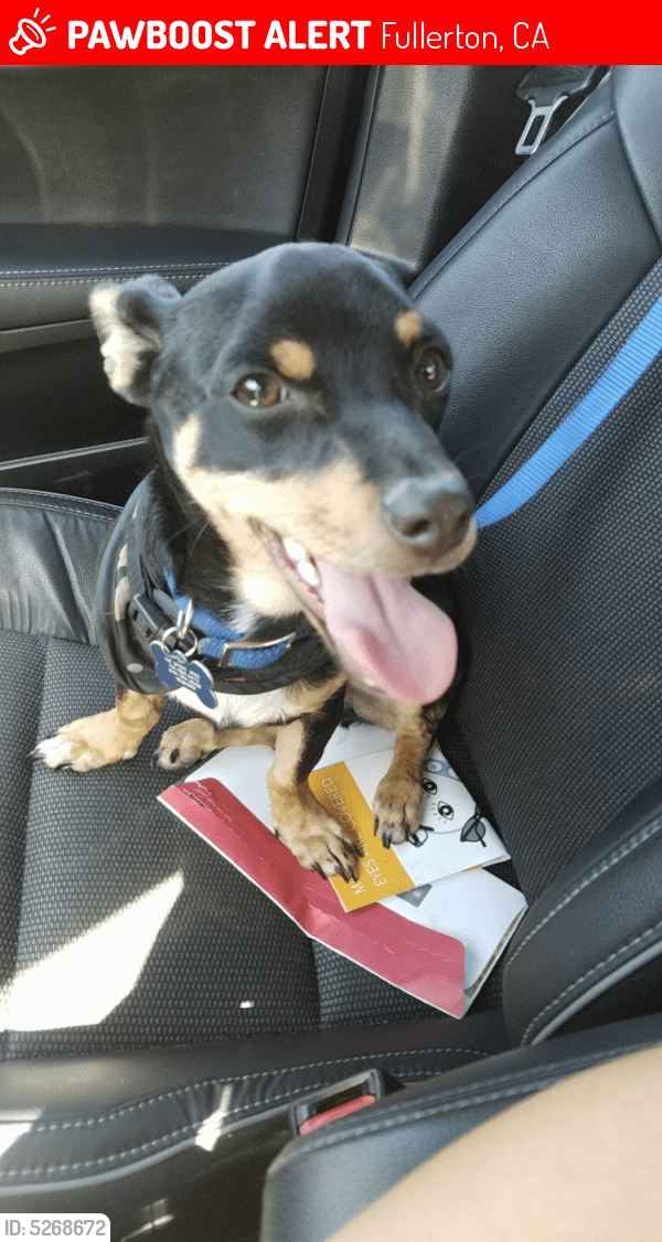 Lost Male Dog in Fullerton, CA 92833 Named Pepper (ID 5268672) PawBoost